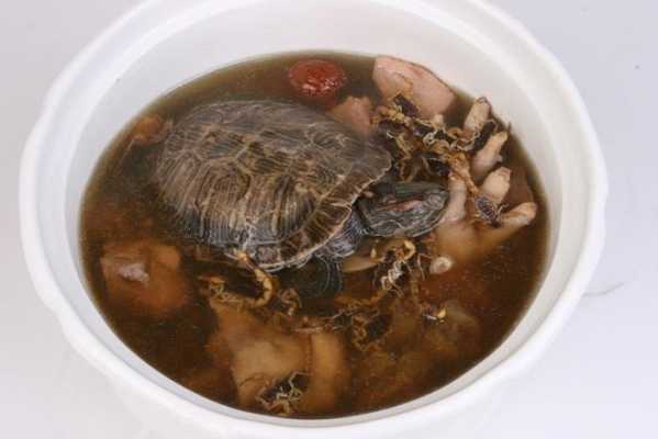 乌龟和蛇炖汤（乌龟和蛇煲汤）