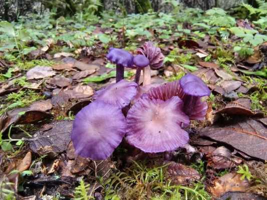菌子炖汤有紫色（菌菇汤变紫色了）