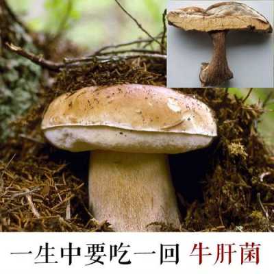 牛肝菌可以和其他蘑菇一起炖汤吗（牛肝菌和蘑菇的区别）