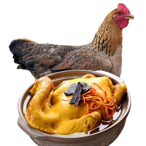 土鸡和柴鸡炖汤哪个好（土鸡与柴鸡）