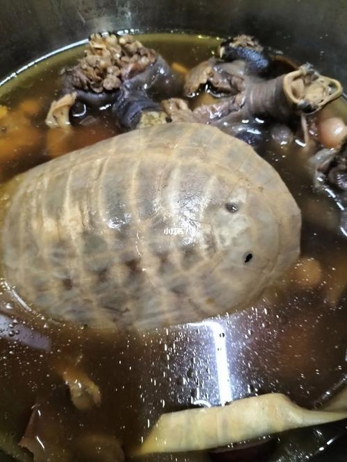 乌龟炖汤怎么做好吃（乌龟炖汤怎么弄法的视频）