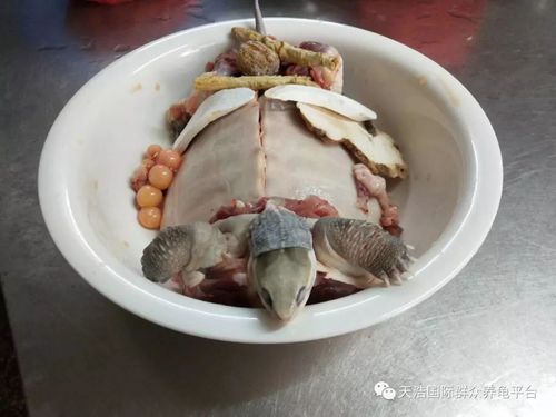 石龟炖汤（石龟炖汤材料）